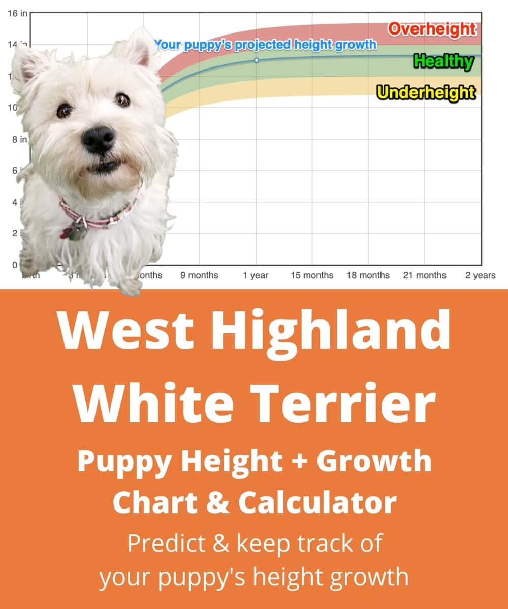 west-highland-white-terrier Puppy height Growth Chart west-highland-white-terrier Puppy height Growth Chart